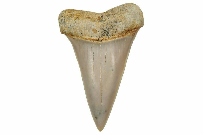 Colorful, Fossil Broad-Tooth Mako Shark Tooth - Bakersfield, CA #351426